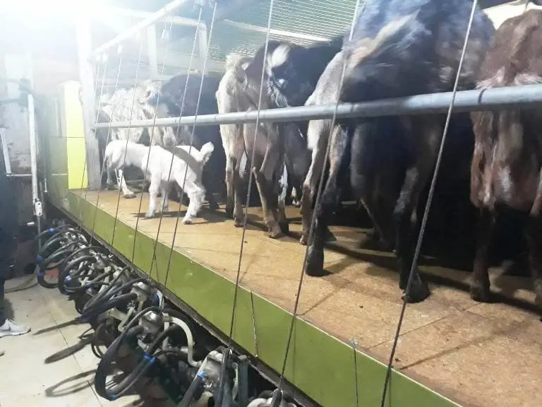 Usuarios conocen a las cabras bombero 04019 (5)