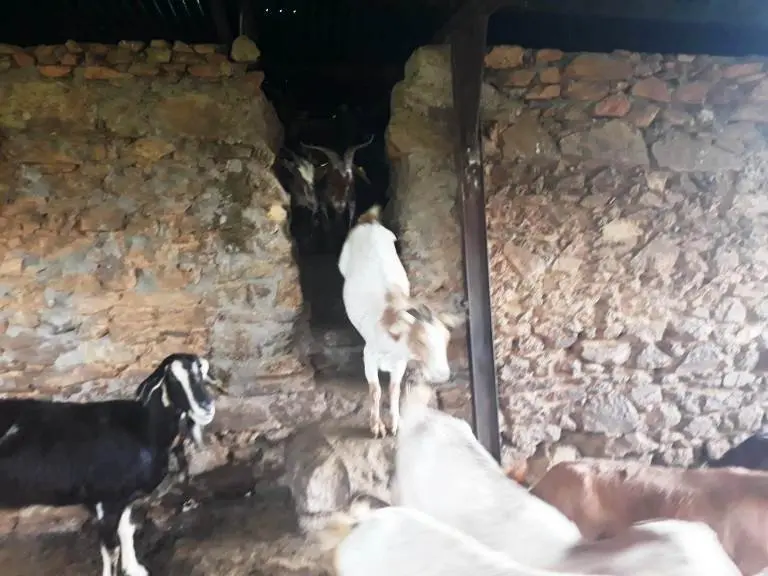 Usuarios conocen a las cabras bombero 04019 (27)