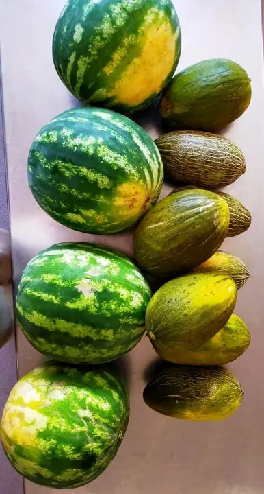 MELONES