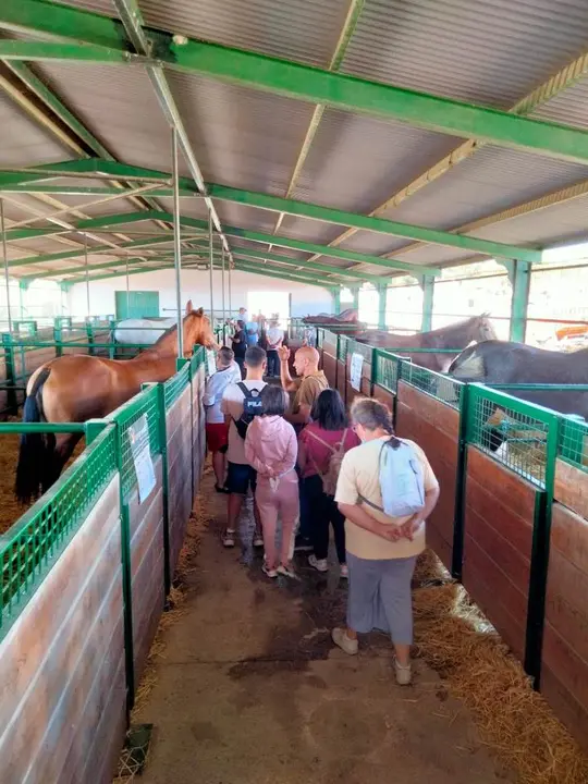 Sal&oacute;n del caballo en Torrejoncillo (14)