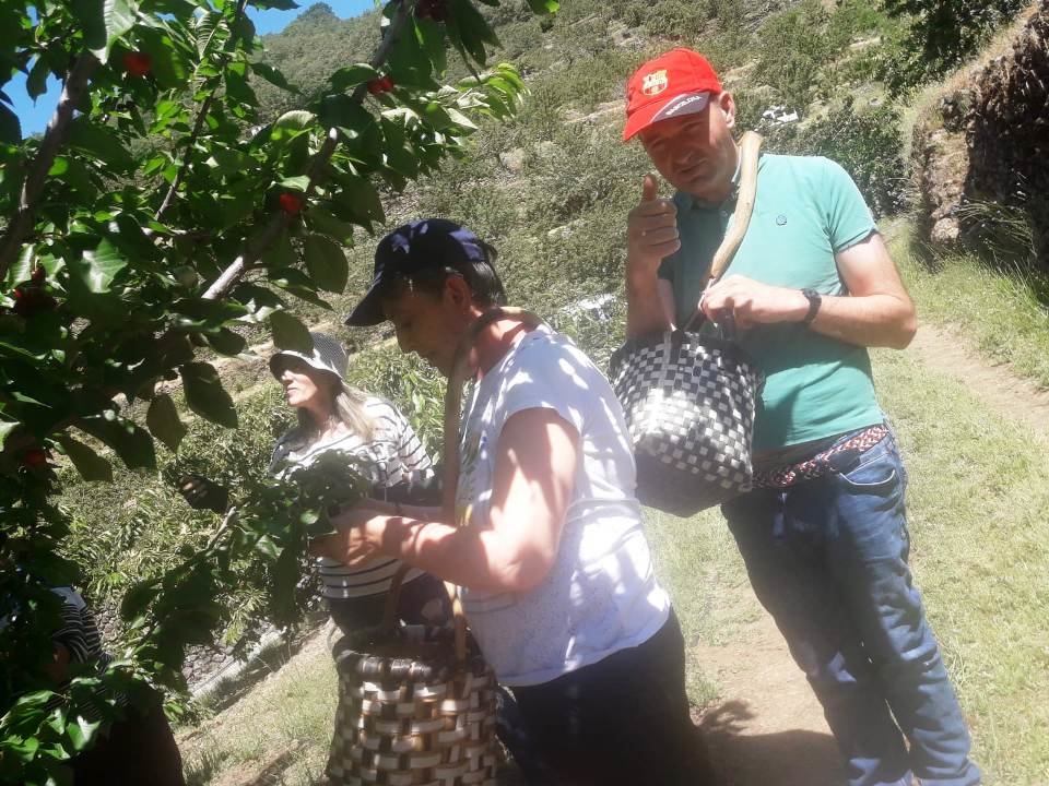 Disfrutando de la cerecera